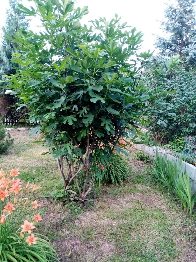 Guesthouse Smiljanic Slavkovica 外观 照片